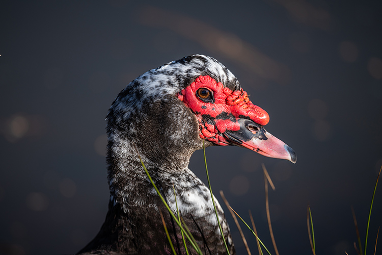 Close-Up Of Muscovy Duck On Field