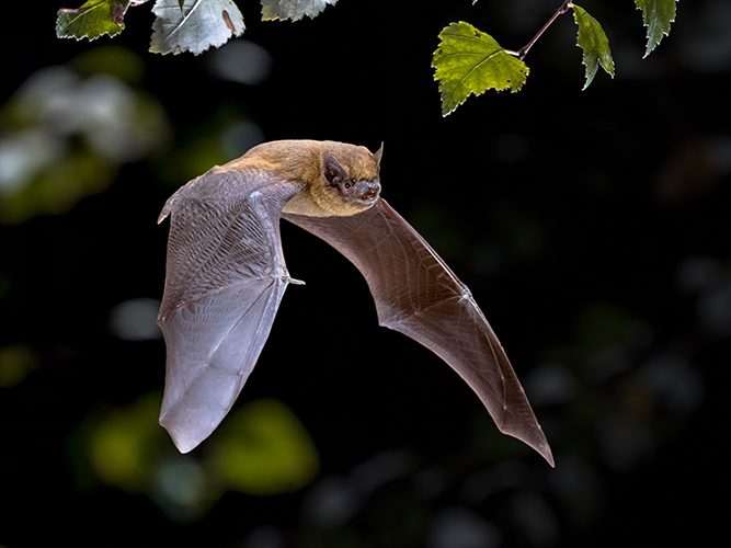 Flying Pipistrelle bat iin natural forest background