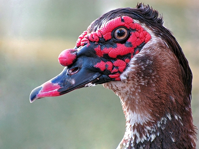 Close-Up Of Muscovy Duck On Field