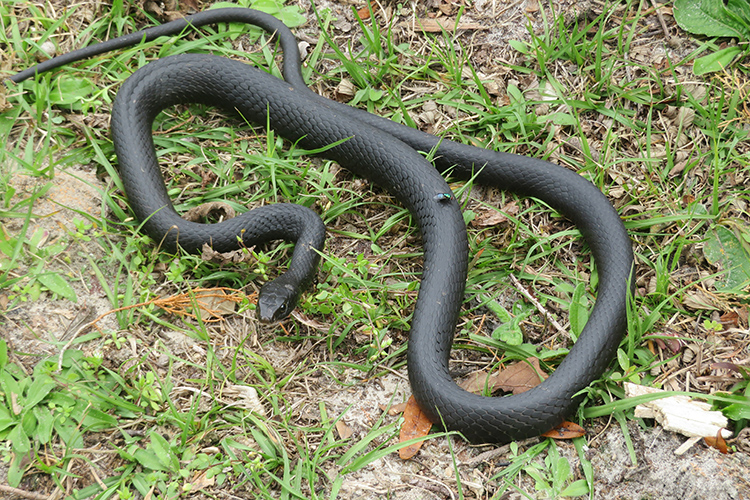 Black indigo snake in the grass