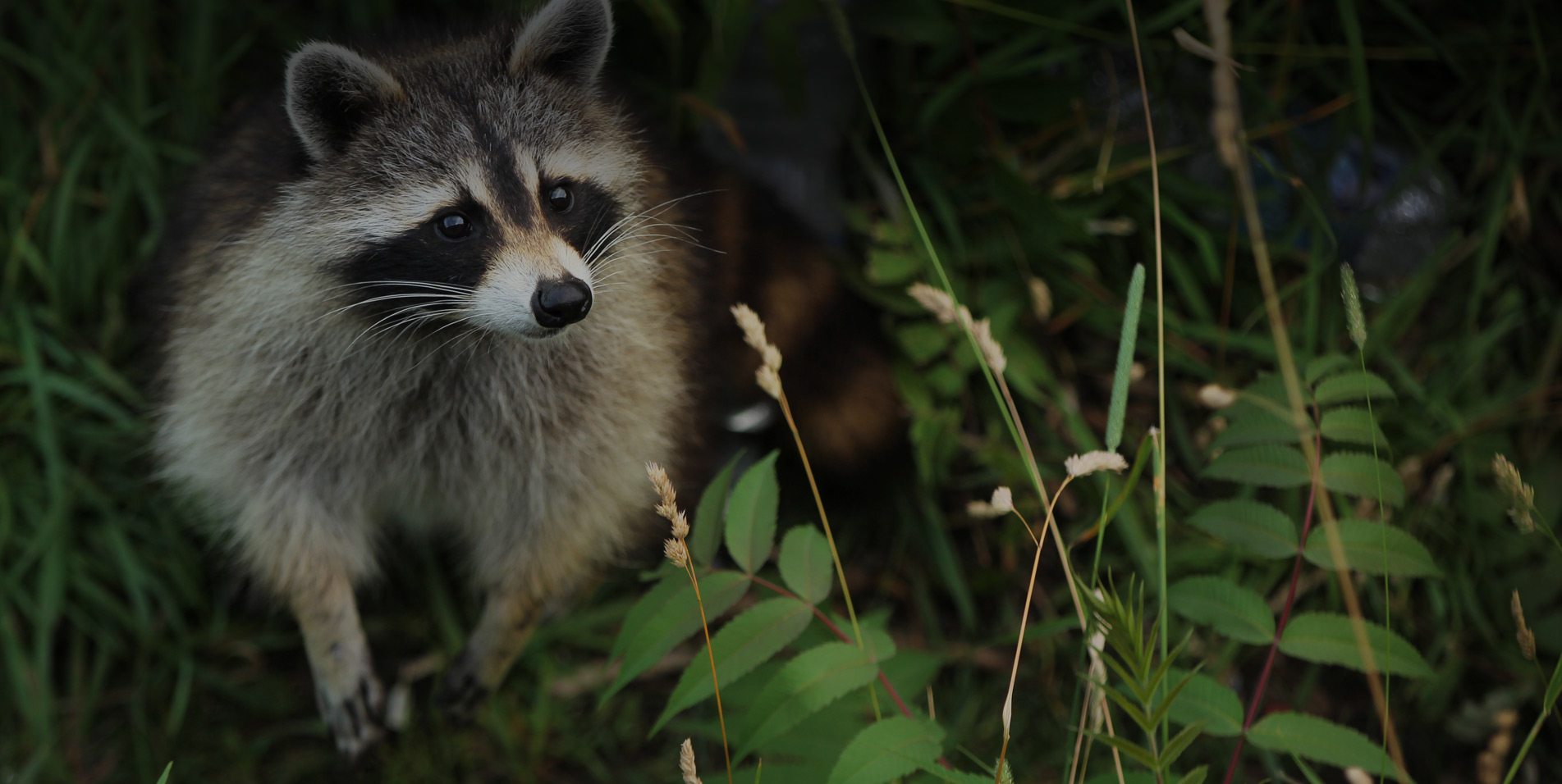 raccoon in the brush