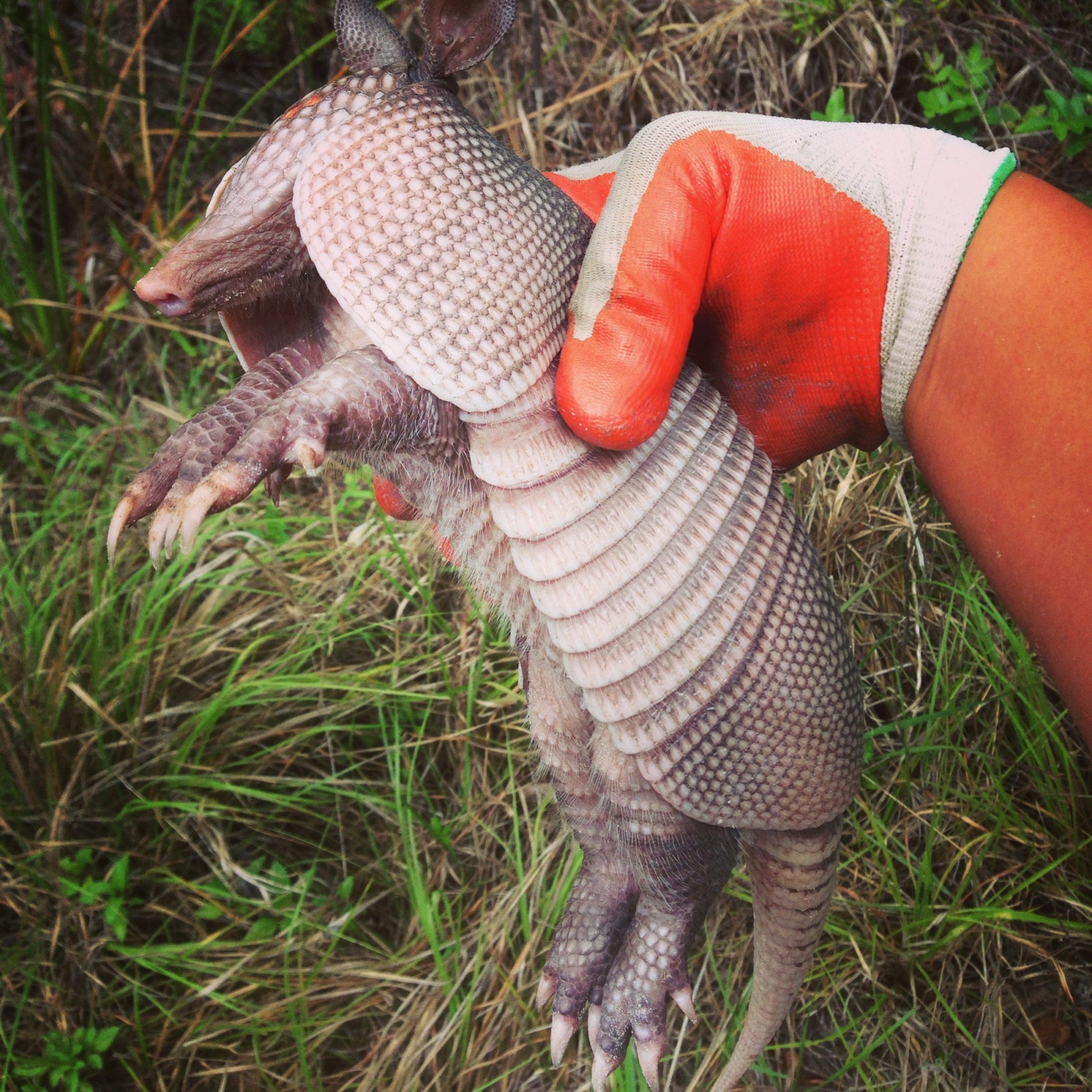 Person holding an armadillo