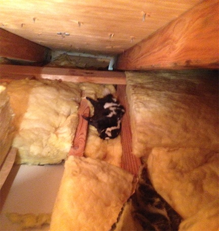 Skunk in insulation