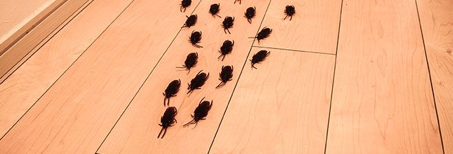 Cockroaches inside a house
