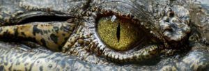 Close up of an alligator eye
