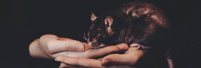 Rat sitting in the palm of someone's hands