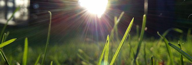 Sun shining through blades of grass