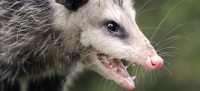 Close up of a possum