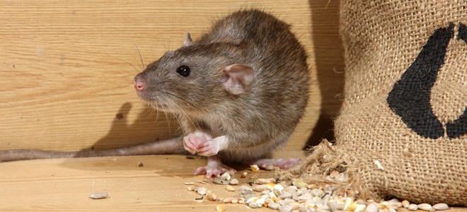 Rat eating seeds