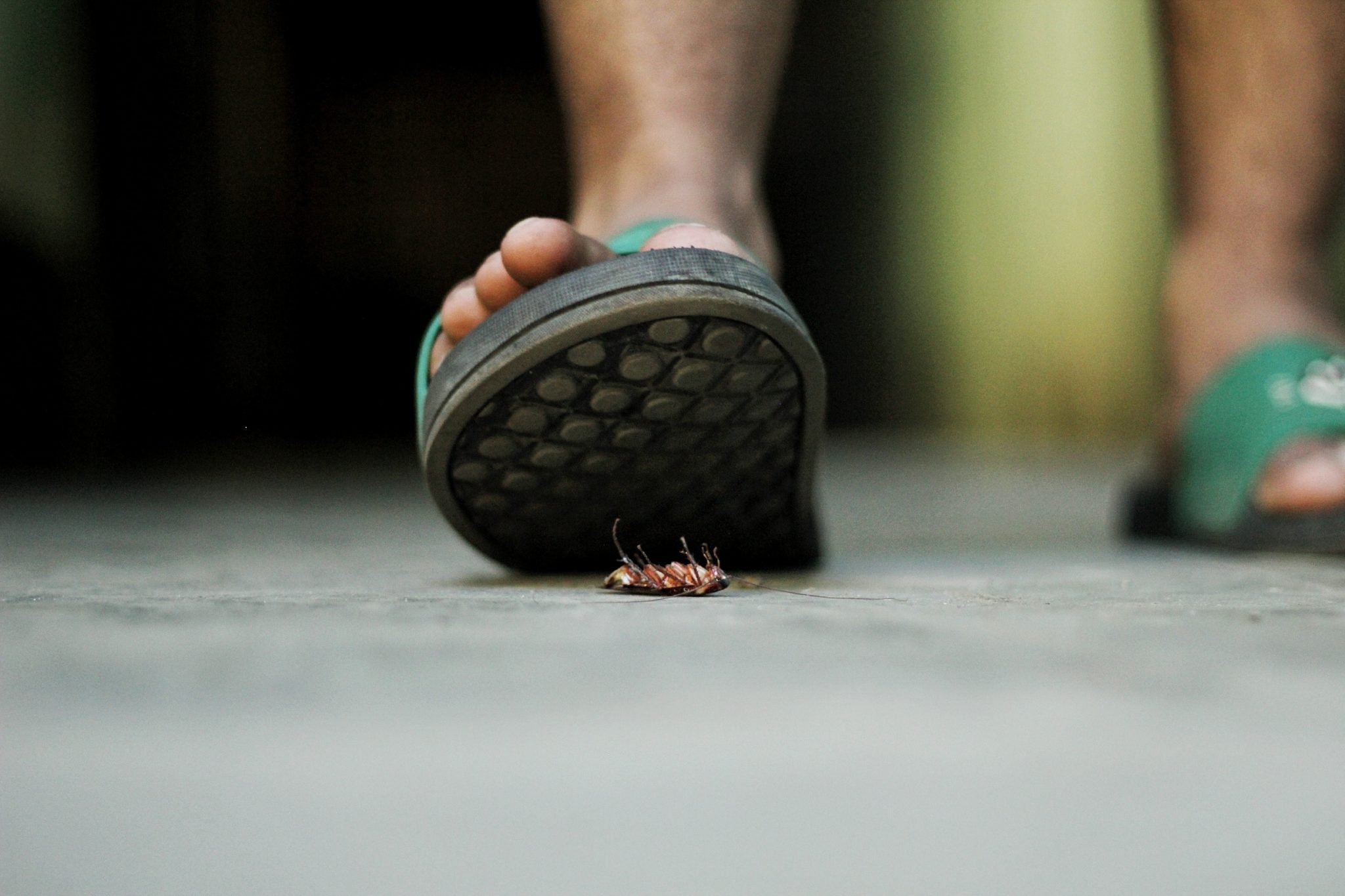 Person stepping on a cockroach