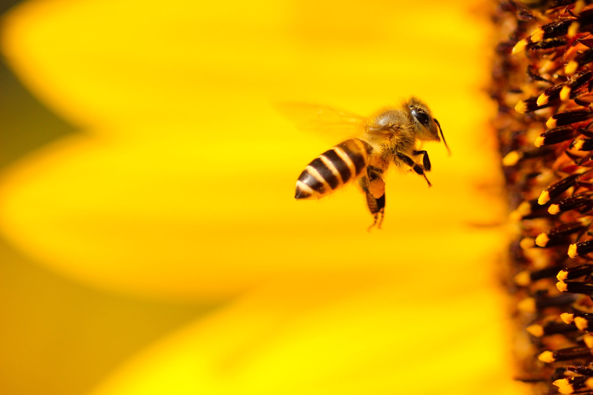 Bee flying onto a yellow flower
