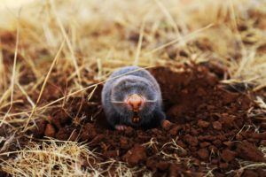 Mole coming out of a hole in the ground