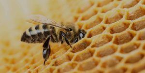 Bee inside a honeycomb