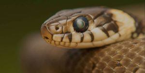 Close up of a snakes head
