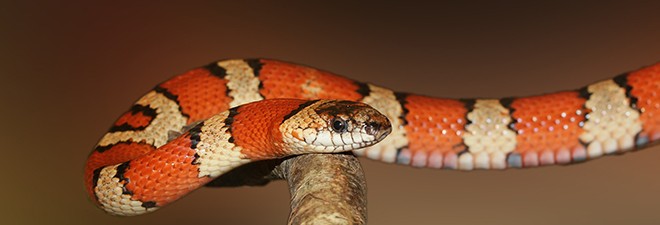 Snake with red, white, and black stripes