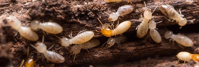 Termites on a piece of wood eating at it