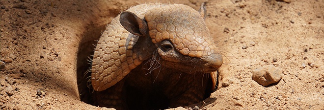 armadillo crawling out of a dirt hole