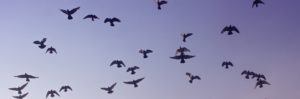 Flock of birds flying across a blue sky