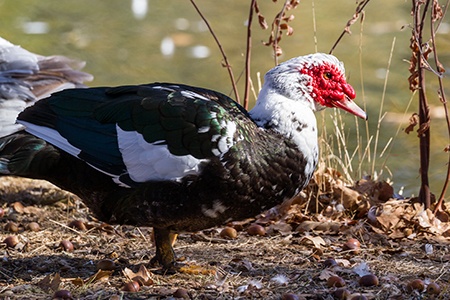 Muscovy duck near a pond