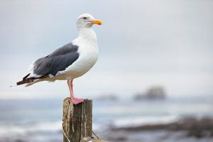 Seagull perched on a post near the ocean