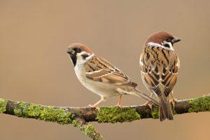 Two sparrows perched on a tree branch