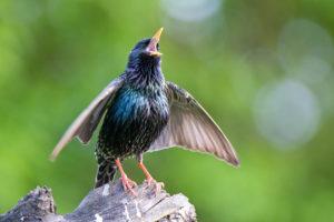 Starling bird singing