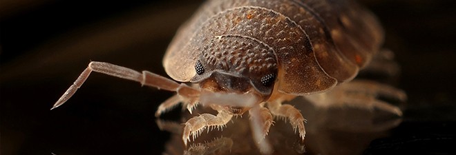 Close Up of a Flea