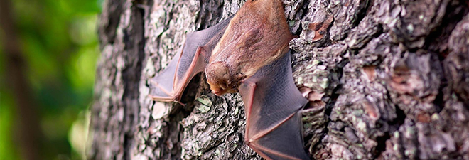 a bat on a tree