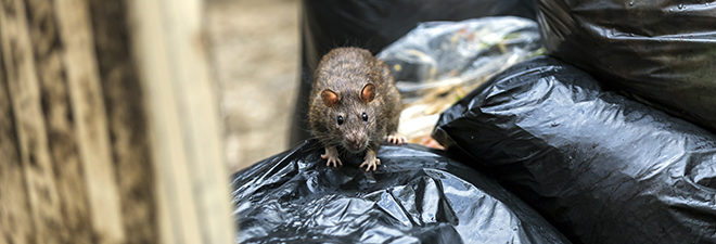 a rat on top of trash bags