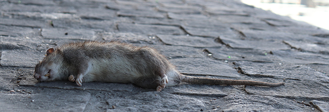 a dead rat on cobblestone