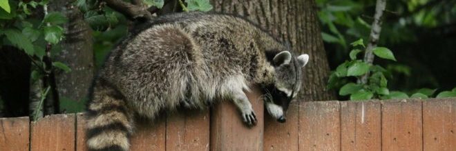 Alford Wildlife - Dangers of DIY Raccoon Removal
