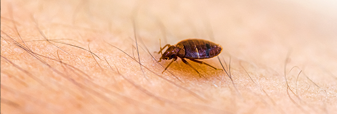 a bed bug on someone's skin