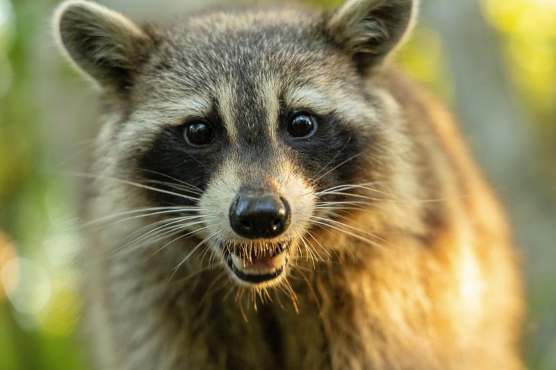 A Close-up Shoot of a Raccoon